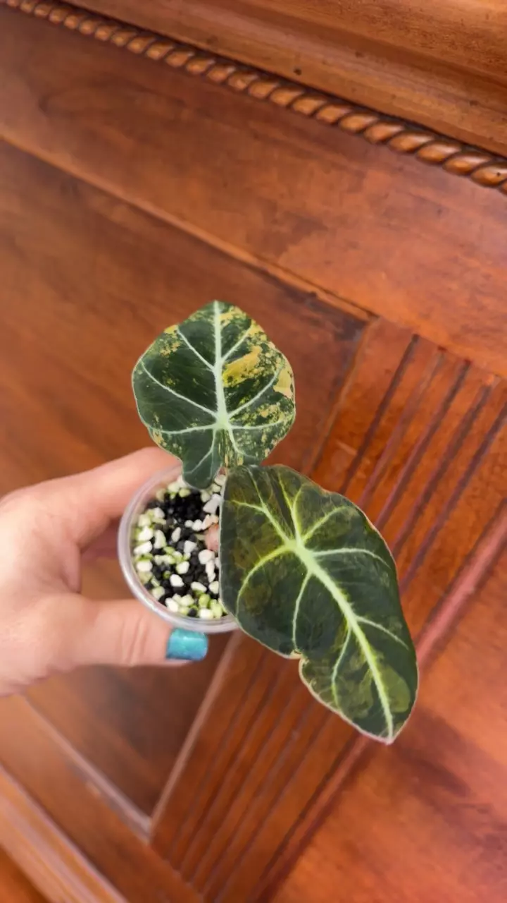 plant/Alocasia Black Velvet Gold var ✨#71-4