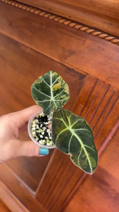 plant/Alocasia Black Velvet Gold var ✨#71-4-thumbnail