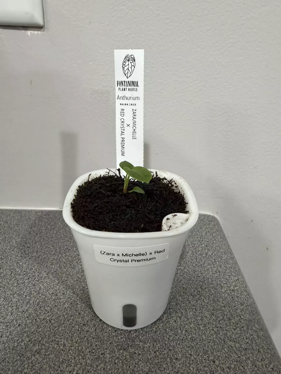 plant/Anthurium (Zara x Michelle) x Red Crystal Premium from Fontanimal-0