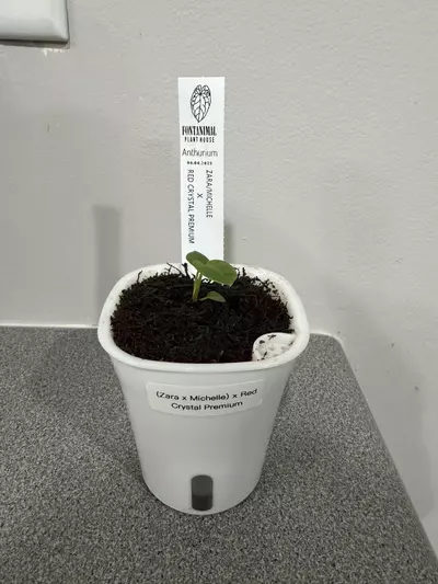 plant/Anthurium (Zara x Michelle) x Red Crystal Premium from Fontanimal-0-thumbnail