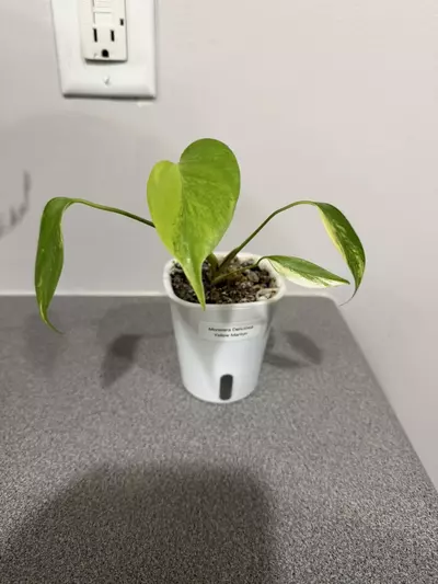 plant/Monstera Deliciosa Yellow Marilyn-0-thumbnail