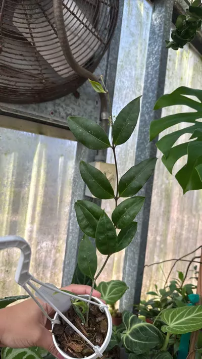 plant/706 Hoya Amicabilis-0-thumbnail