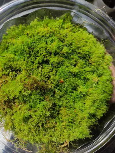 plant/Live moss-1-thumbnail
