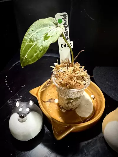 plant/RC x Fairchild 0453 G-1-thumbnail