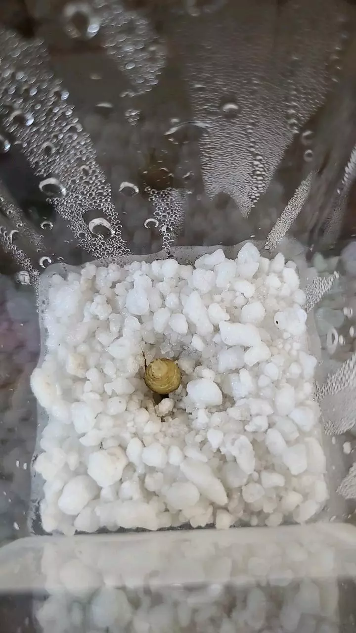 plant/Dwarf Amazonica LIGHTLY SPROUTED Corm 1-121-0