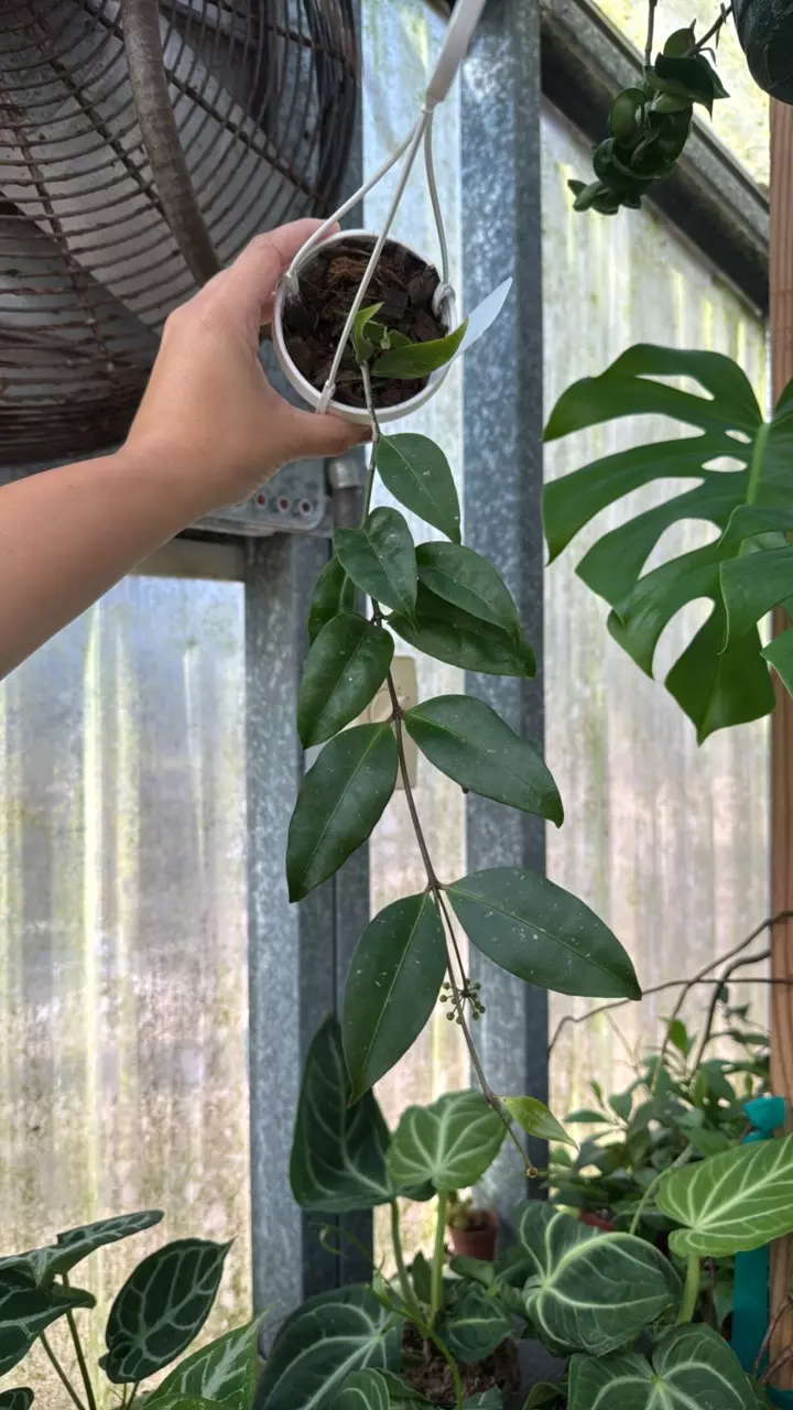 plant/706 Hoya Amicabilis-1