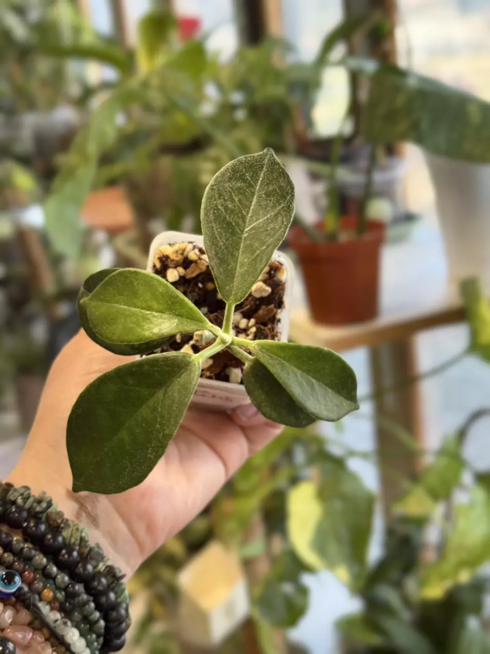 plant/4-Hoya Australis rooted in chunky mix-0