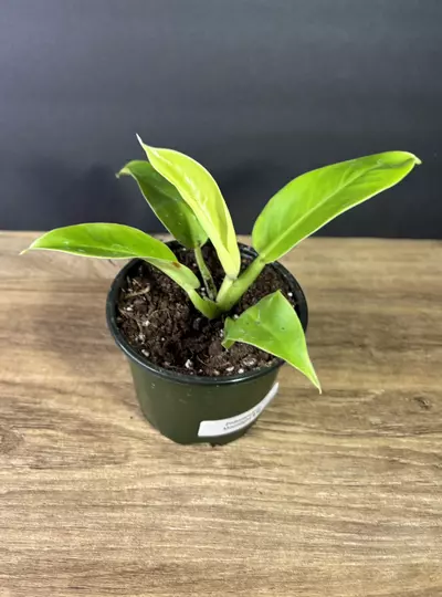 plant/Philodendron Moonlight 4” - grower’s choice-3-thumbnail