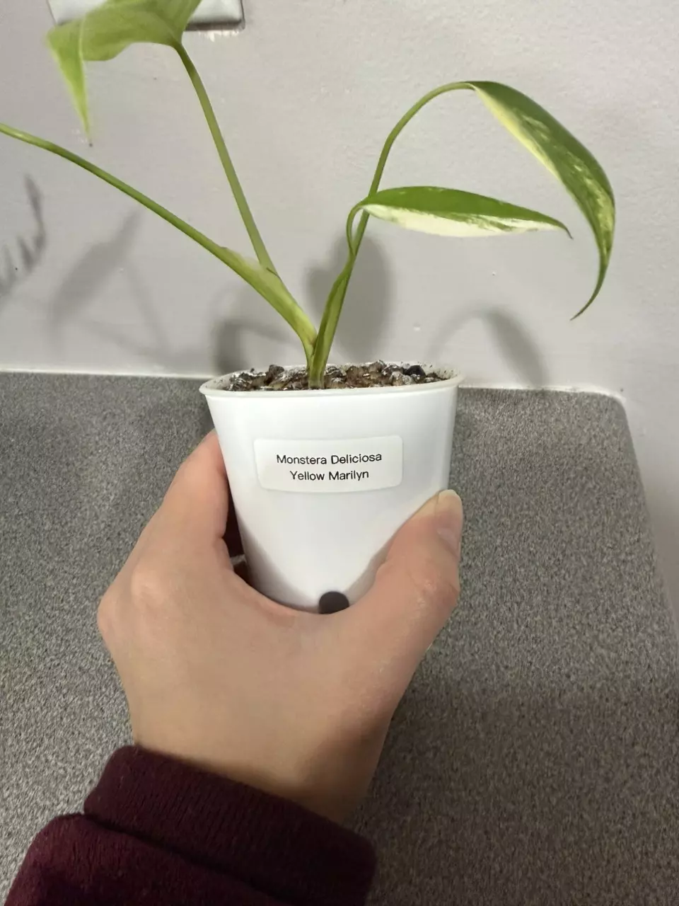 plant/Monstera Deliciosa Yellow Marilyn-5