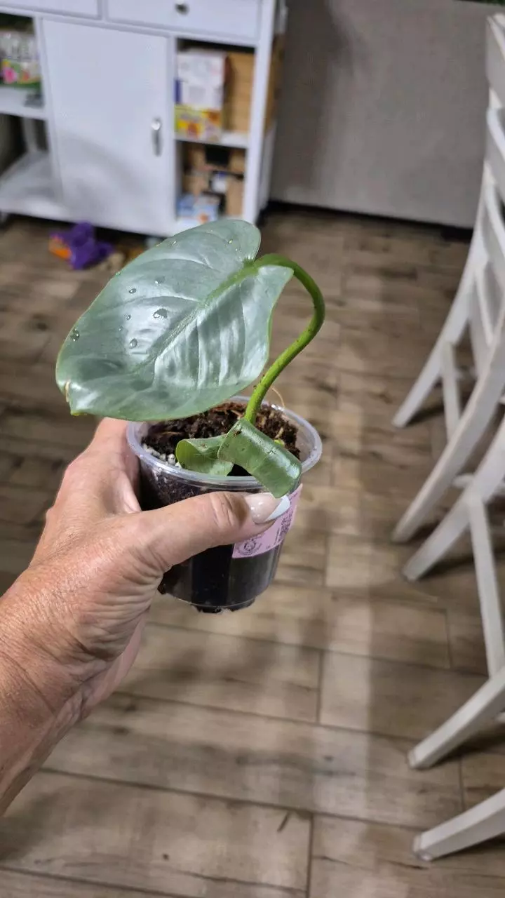 plant/8232 Philodendron Silver Sword-0