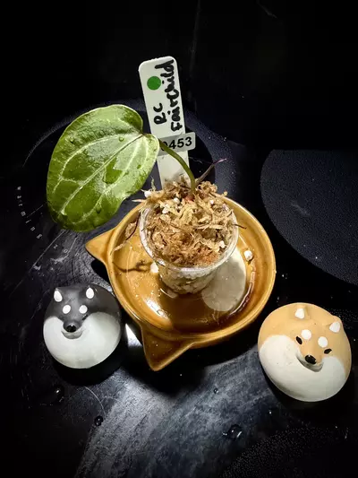 plant/RC x Fairchild 0453 G-0-thumbnail