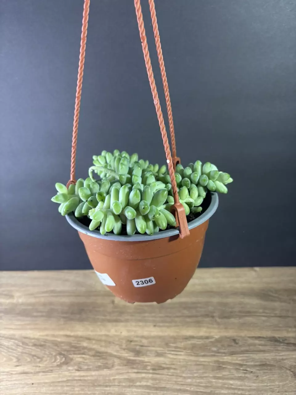 plant/Sedum Morganianum - Burros Tail aka Donkey’s Tail 6” HB-2