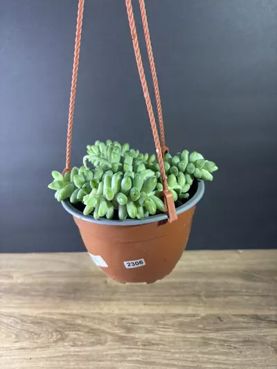 plant/Sedum Morganianum - Burros Tail aka Donkey’s Tail 6” HB-2-thumbnail