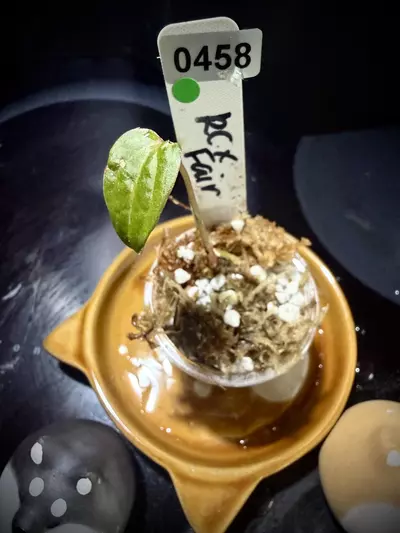 plant/RC x Fairchild 0458 G-0-thumbnail