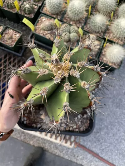 plant/Astrophytum ornatum, over 25 years old-0-thumbnail