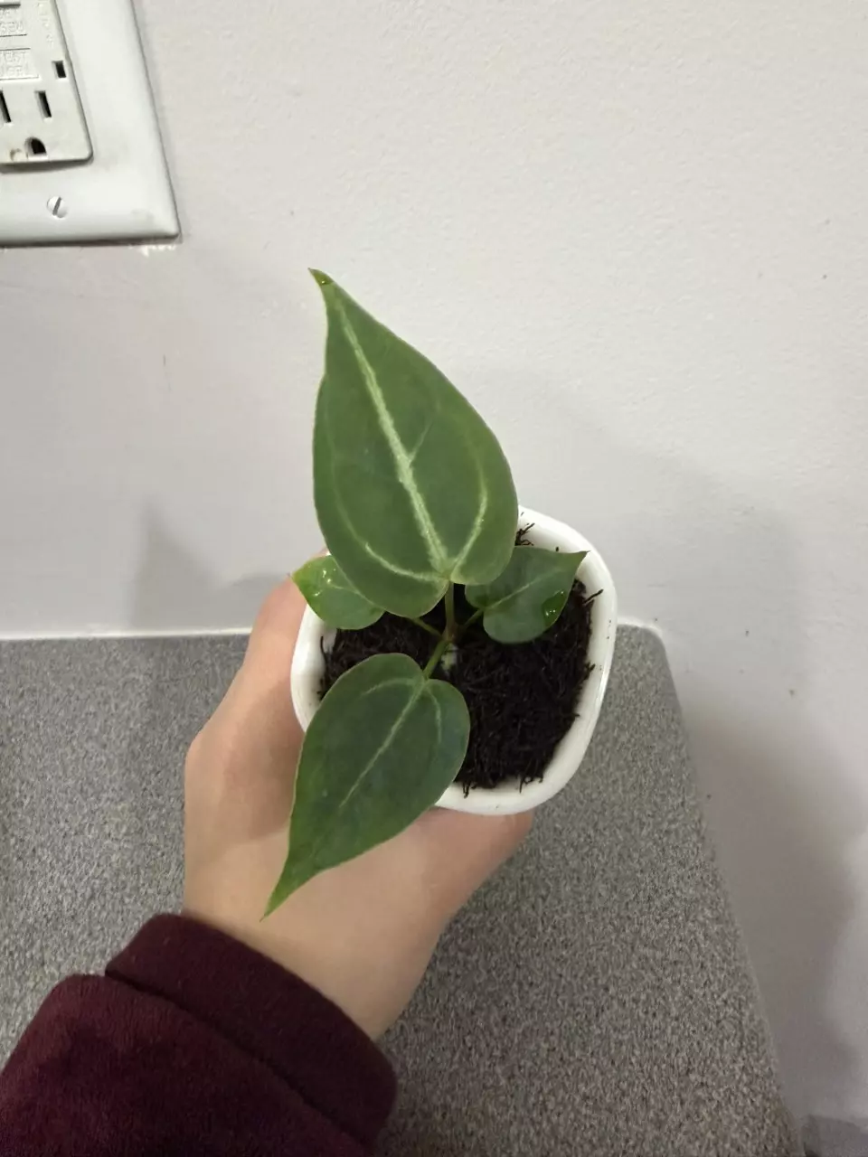 plant/Anthurium (Brielle x Red Crystal) x (Pink Lemonade x Rioclarence Wild Type)-1