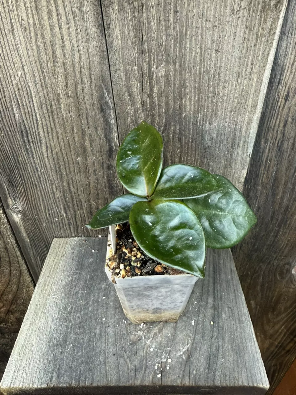 plant/Hoya Chelsea-0