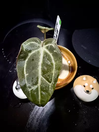 plant/Fused Sinus Pink Lemonade x Black Widow Michelle 0454 G-1-thumbnail