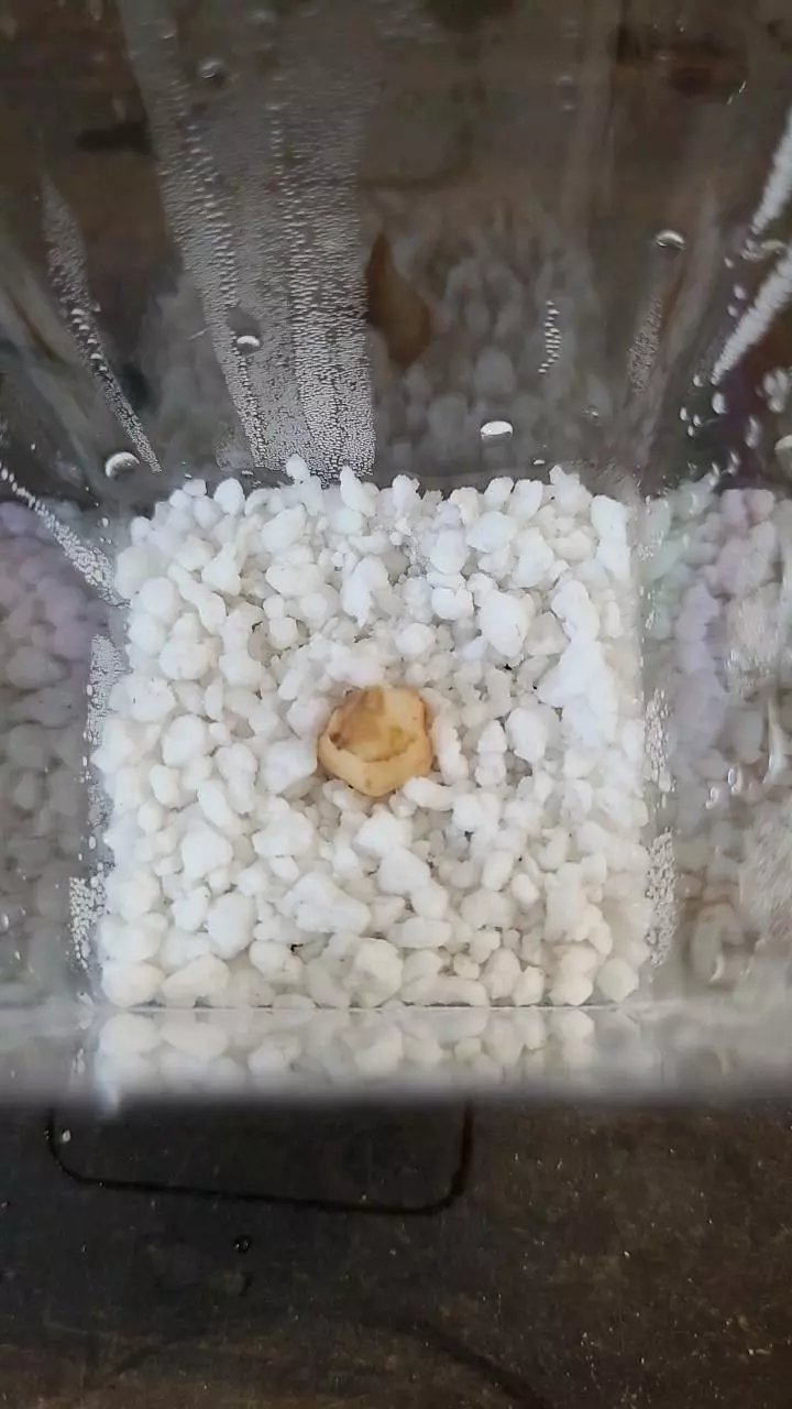 plant/Alocasia Longiloba Corm 1-120-0