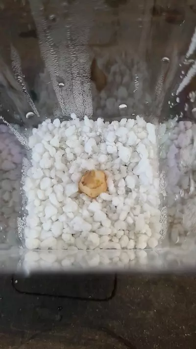 plant/Alocasia Longiloba Corm 1-120-0-thumbnail