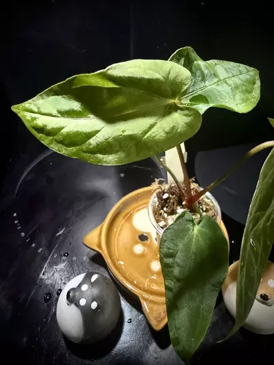 plant/Ace of Purple x Scott’s KunaPap 0320 B-2-thumbnail