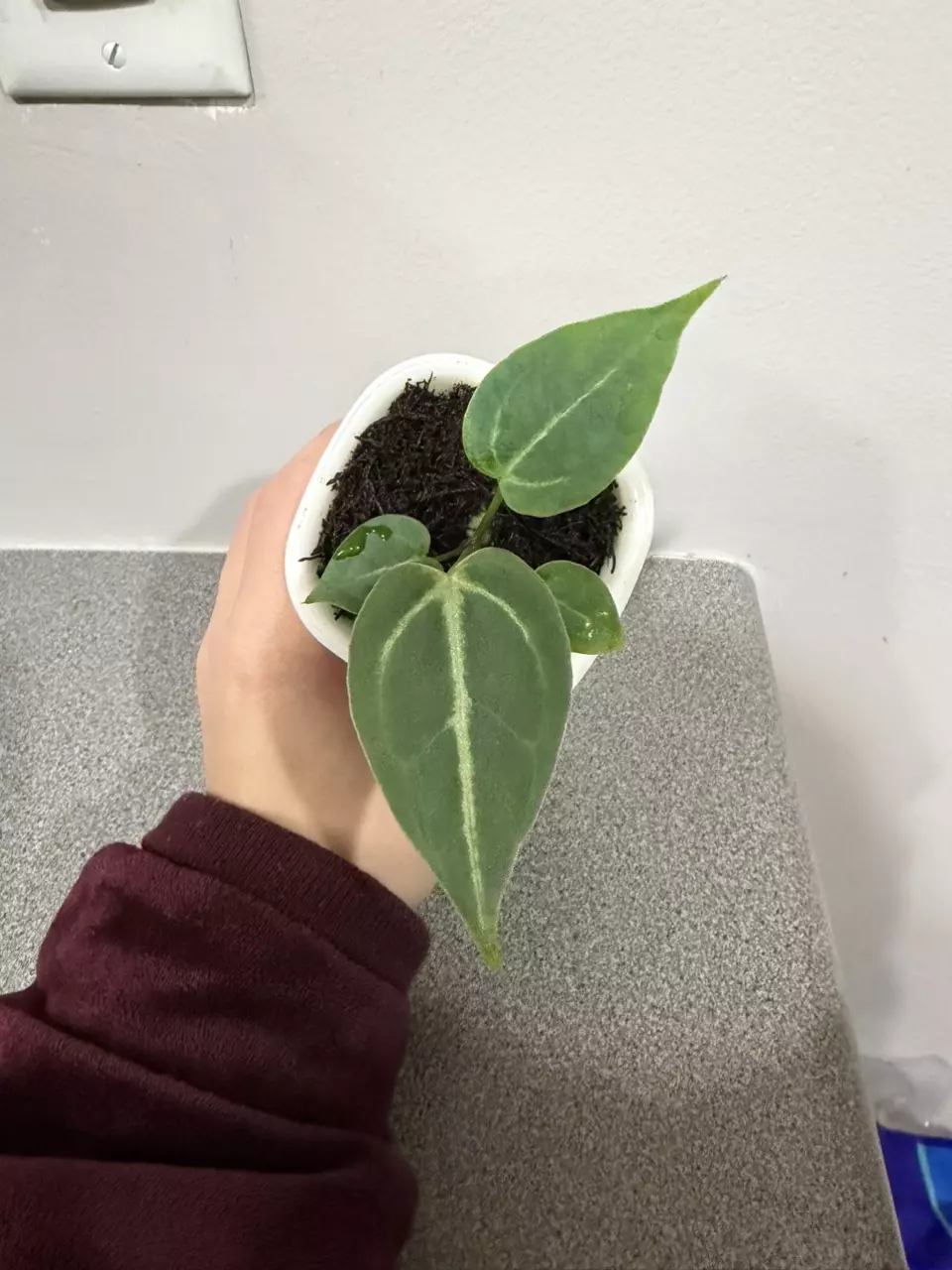 plant/Anthurium (Brielle x Red Crystal) x (Pink Lemonade x Rioclarence Wild Type)-5