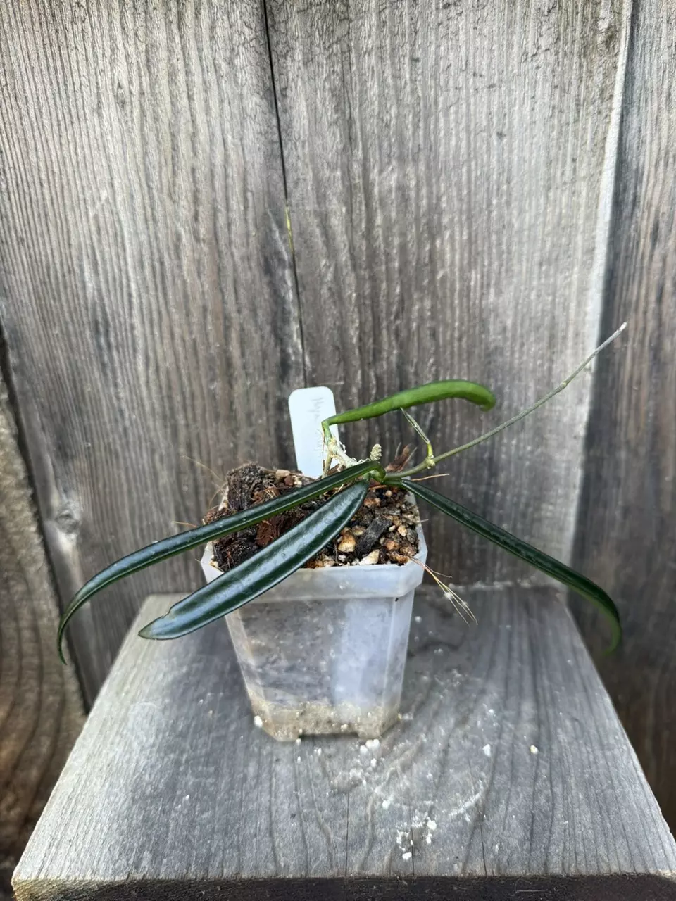 plant/Hoya shepherdii-0