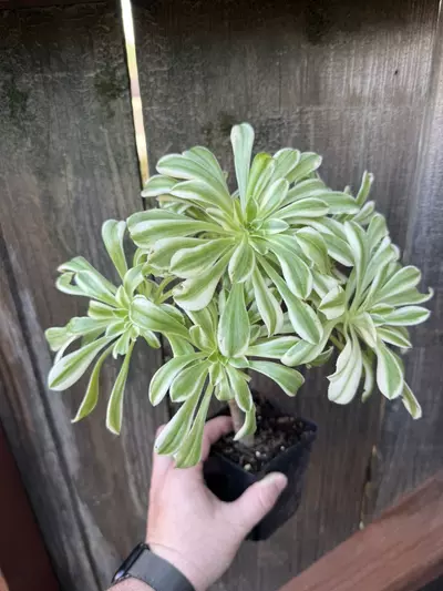 plant/Aeonium luteovariegatum-2-thumbnail