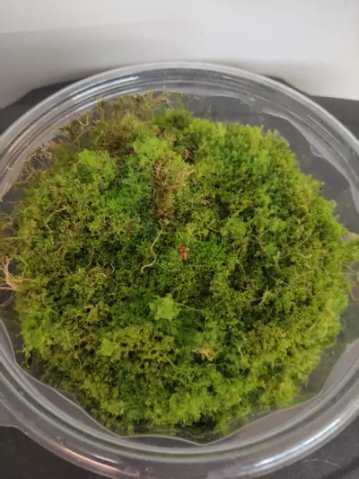plant/Live moss-0-thumbnail