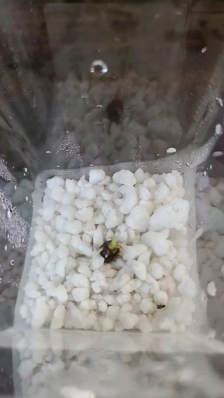 plant/Gageana Aurea Sprouted Corm 1-118-0