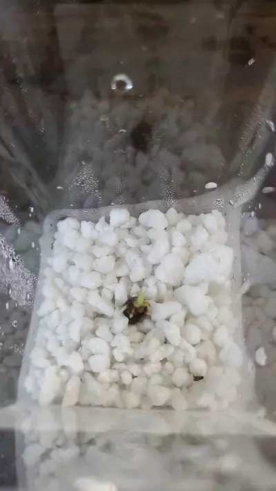 plant/Gageana Aurea Sprouted Corm 1-118-0-thumbnail