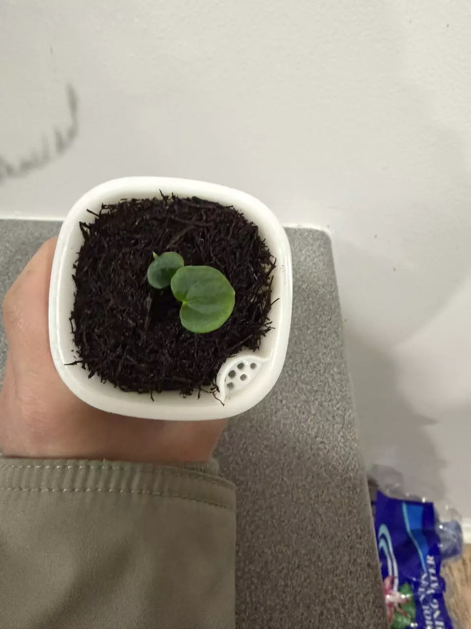 plant/Anthurium Red Vein Dark Phoenix x Dark Phoenix from AnthuriumPapa-1