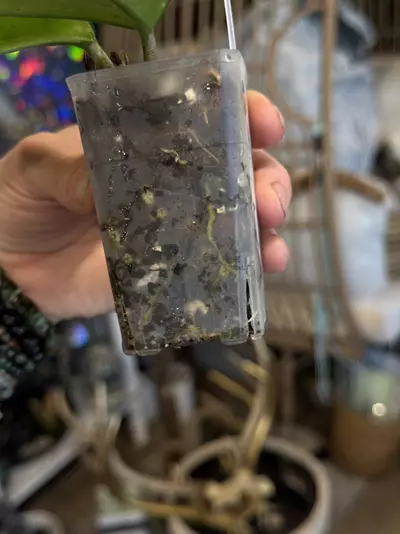 plant/233-Hoya Fungii rooted in chunky mix cpl cosmetic imperfections-1-thumbnail