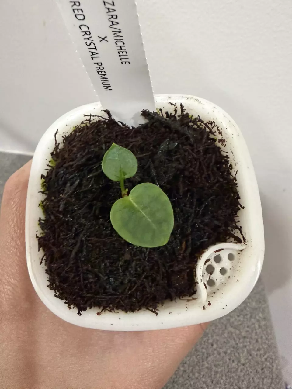 plant/Anthurium (Zara x Michelle) x Red Crystal Premium from Fontanimal-1