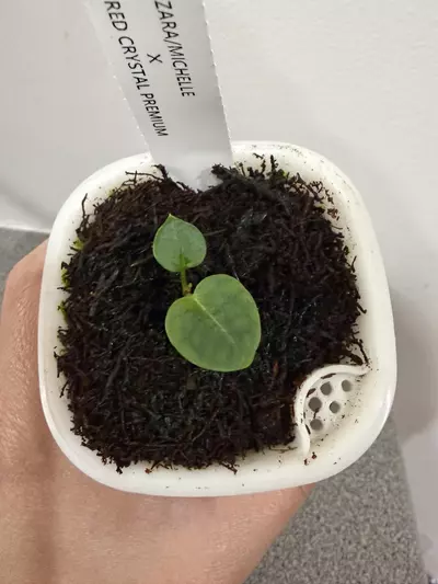 plant/Anthurium (Zara x Michelle) x Red Crystal Premium from Fontanimal-1-thumbnail