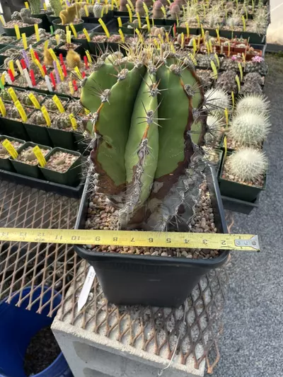 plant/Astrophytum ornatum, over 25 years old-4-thumbnail