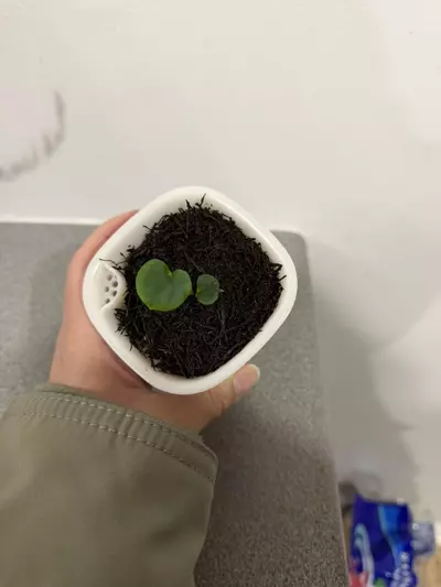 plant/Anthurium Red Vein Dark Phoenix x Dark Phoenix from AnthuriumPapa-2-thumbnail