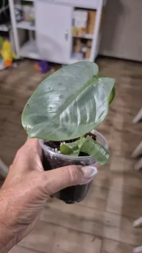 plant/8232 Philodendron Silver Sword-1-thumbnail