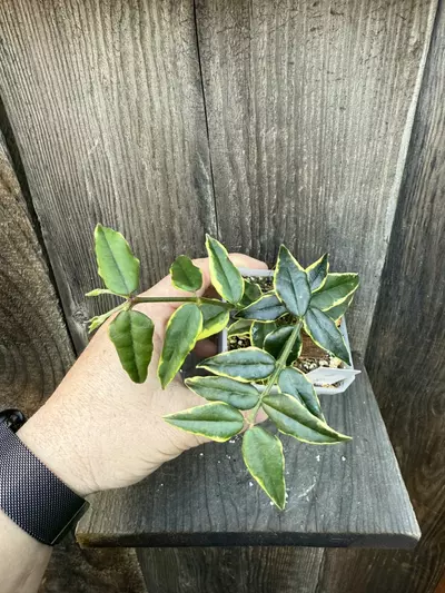 plant/Hoya Bella outer variegated #2-1-thumbnail