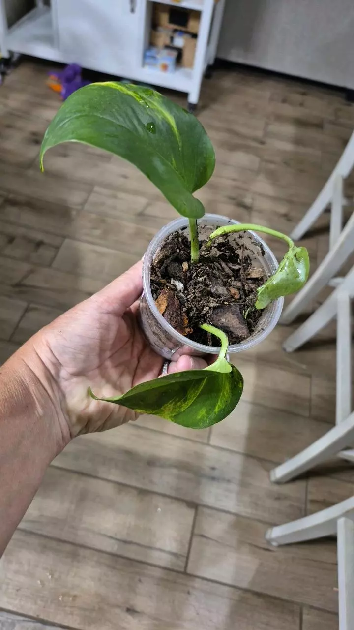 plant/8229 Epipremnum Aureum Monet Sol Pothos-0