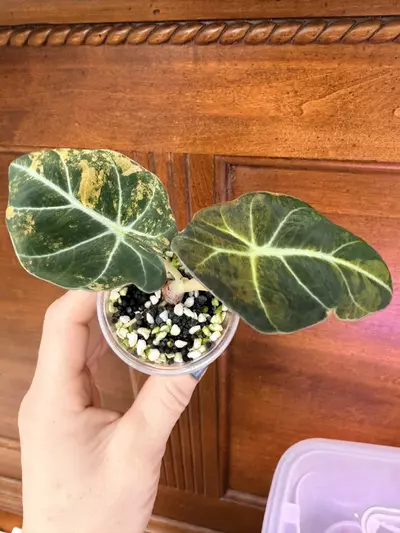 plant/Alocasia Black Velvet Gold var ✨#71-2-thumbnail