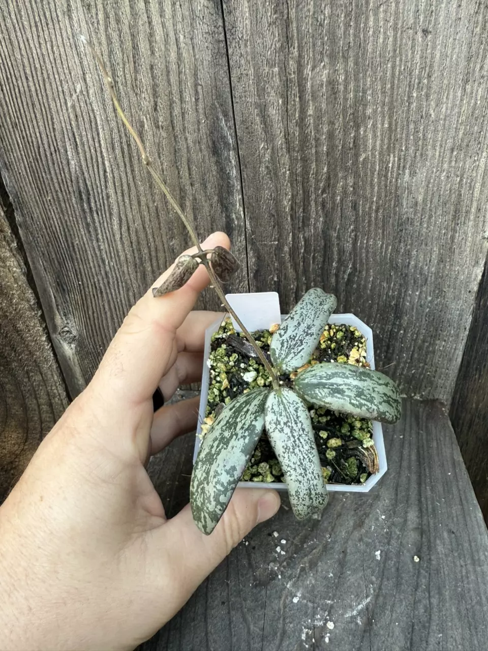 plant/Hoya sigillatis silver-1