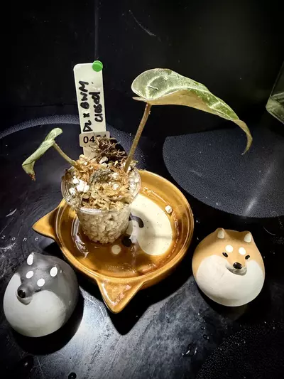 plant/Fused Sinus Pink Lemonade x Black Widow Michelle 0454 G-2-thumbnail