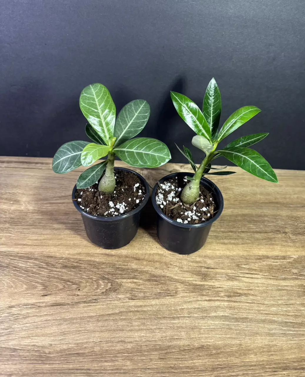 plant/2pk - Adenium Desert Rose - Mixed Colors 3” - grower’s choice-2