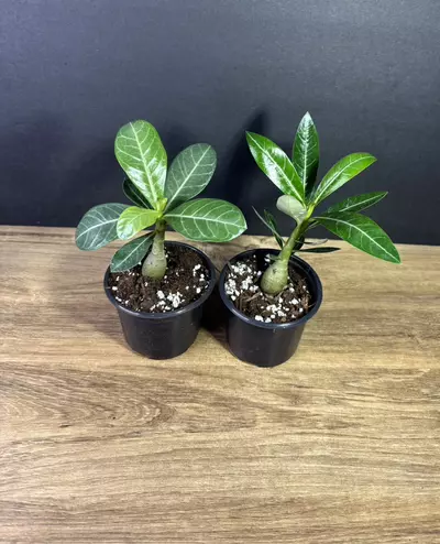 plant/2pk - Adenium Desert Rose - Mixed Colors 3” - grower’s choice-2-thumbnail