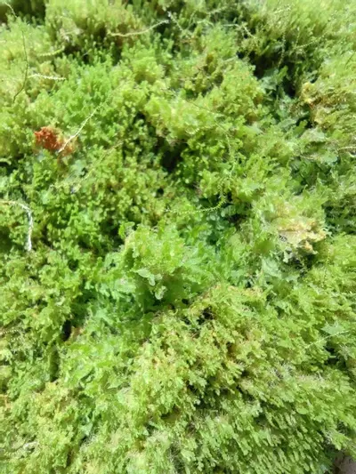 plant/Live moss-2-thumbnail