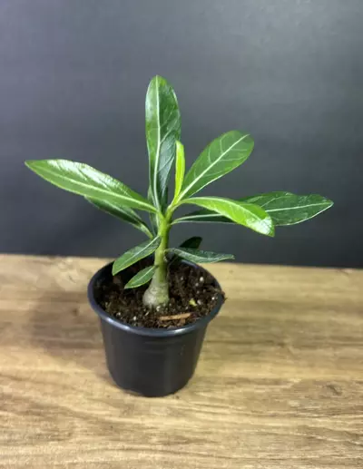 plant/2pk - Adenium Desert Rose - Mixed Colors 3” - grower’s choice-0-thumbnail