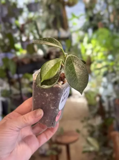 plant/4-Hoya Australis rooted in chunky mix-2-thumbnail