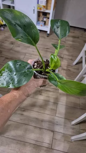 plant/8230 Philodendron Green Princess-1-thumbnail