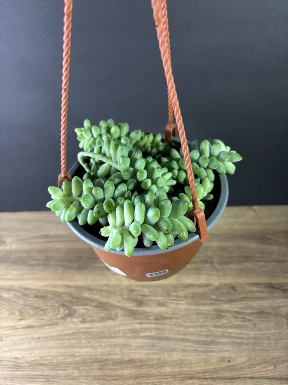 plant/Sedum Morganianum - Burros Tail aka Donkey’s Tail 6” HB-1